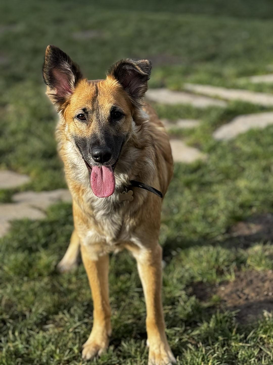 Lena, Adoptable, Young Female German Shepherd Dog.