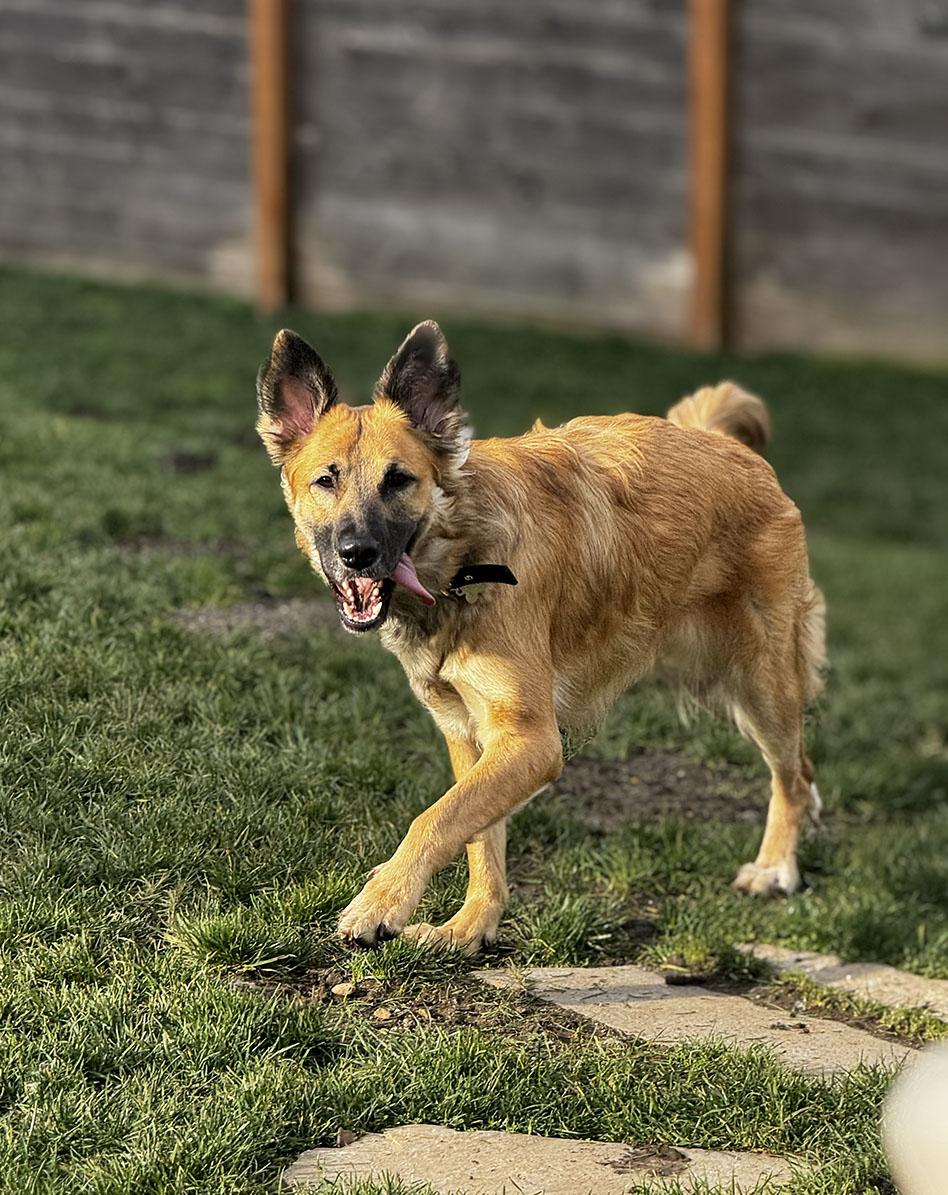 Enlarge Lena, a Adoptable German Shepherd Dog in Bellevue, WA image 4/6