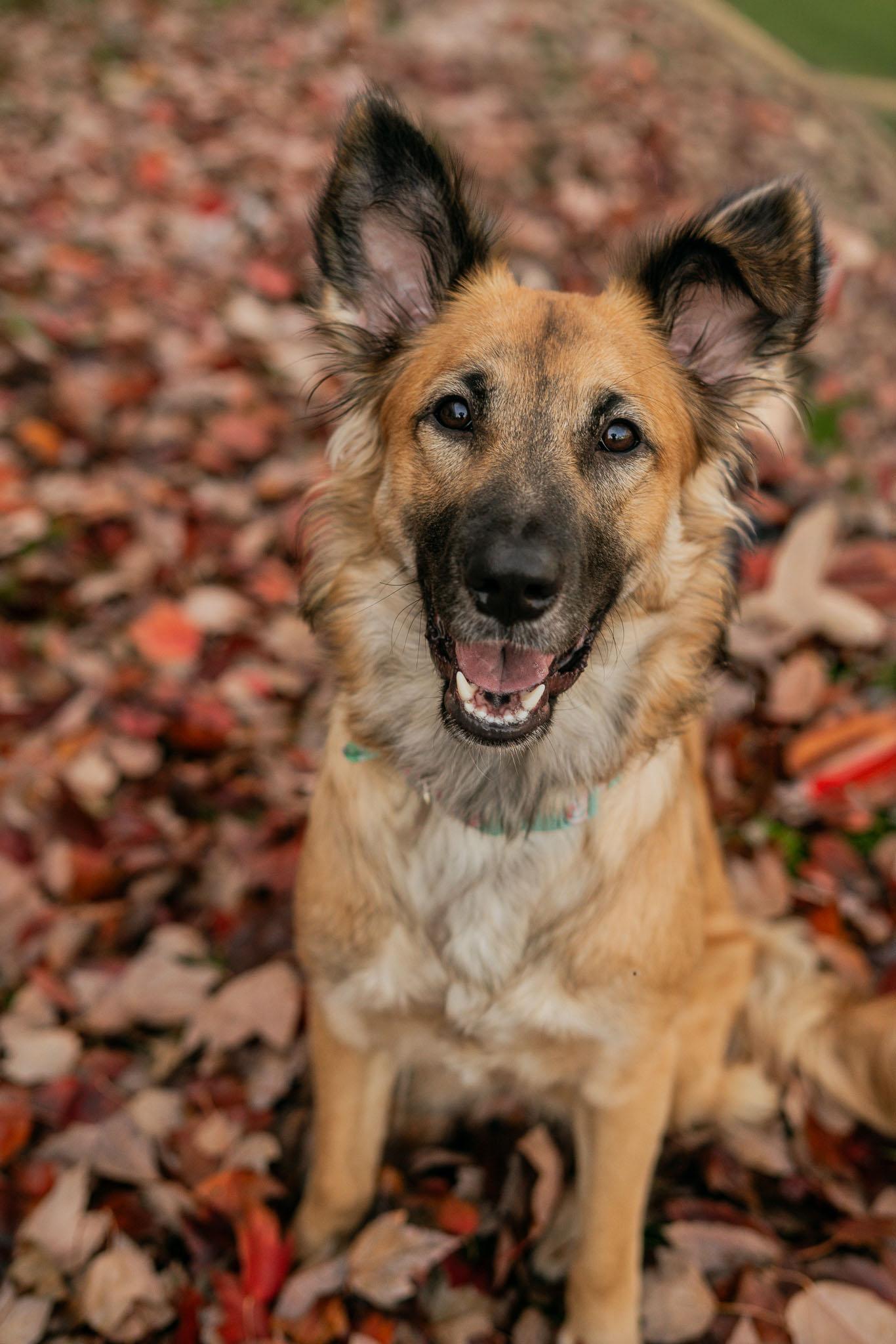 Enlarge Lena, a Adoptable German Shepherd Dog in Bellevue, WA image 3/6