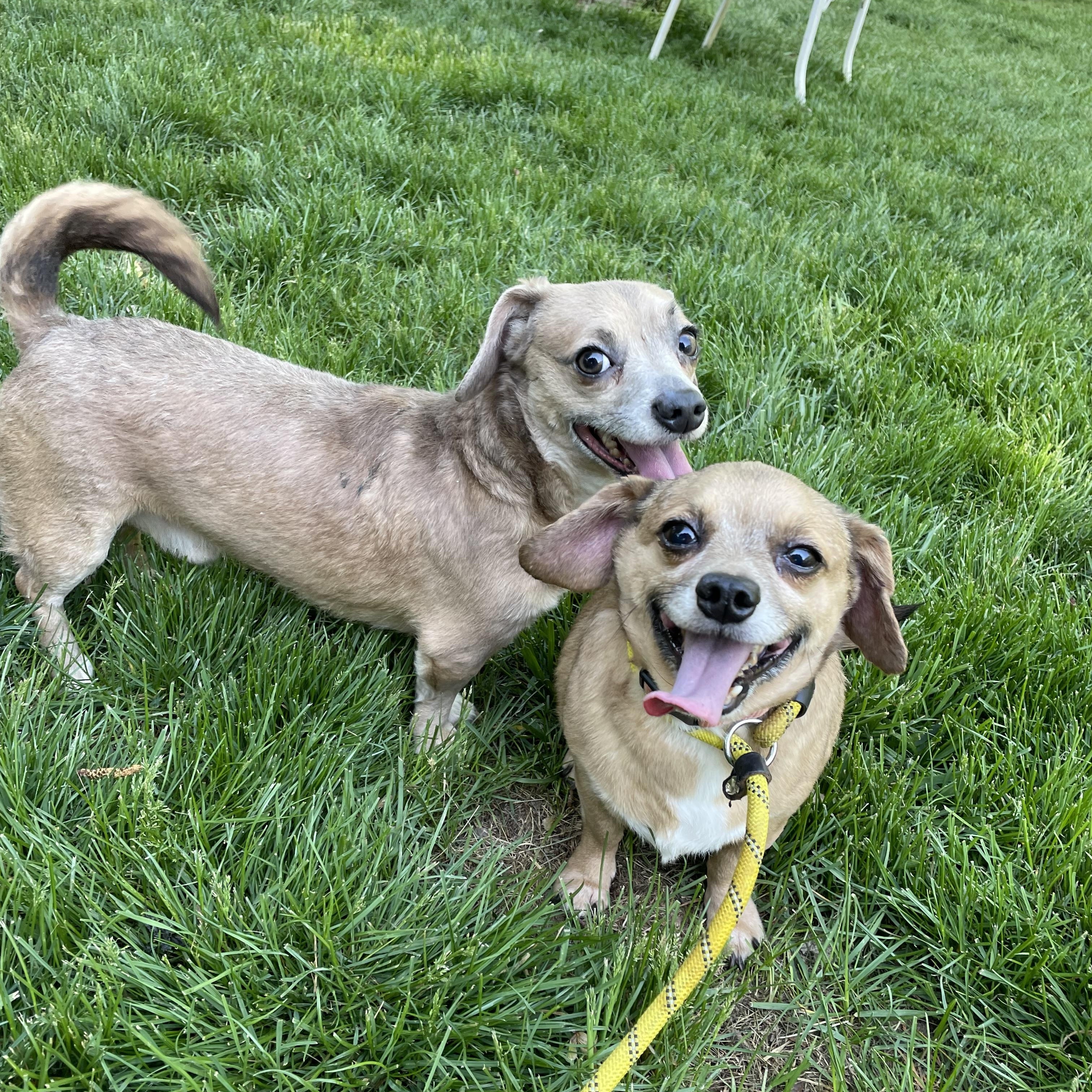 Enlarge Fred & Barney, a ADOPTABLE mixed breed in Lincoln University, PA image 2/2
