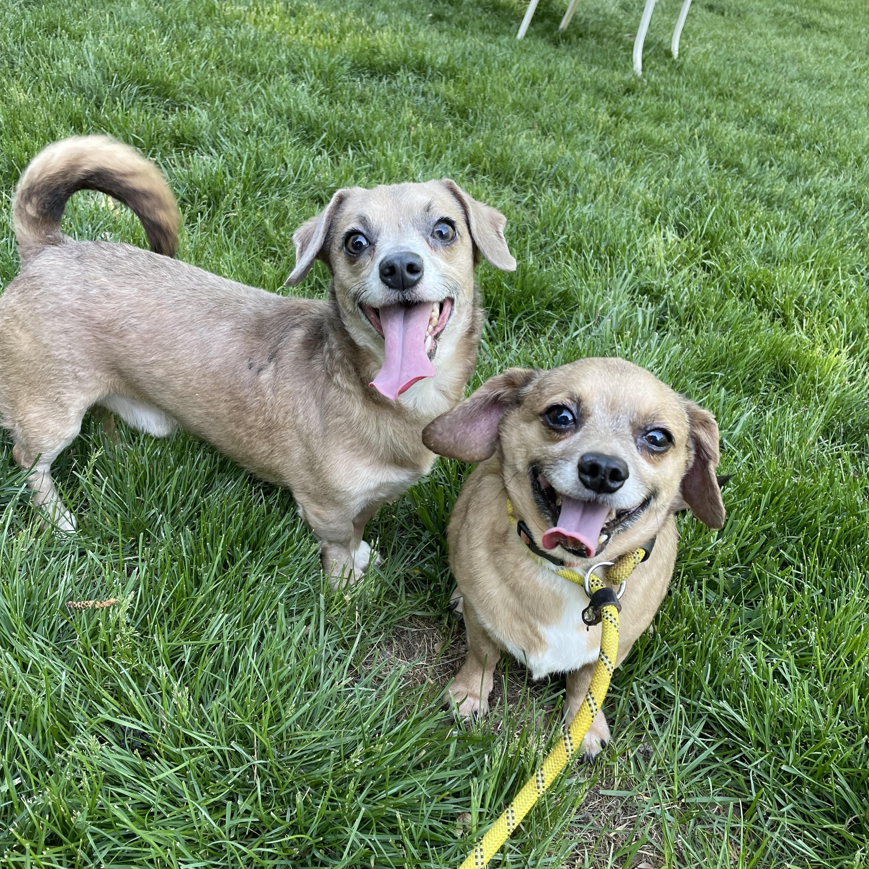 Enlarge Fred & Barney, a ADOPTABLE mixed breed in Lincoln University, PA image 1/2