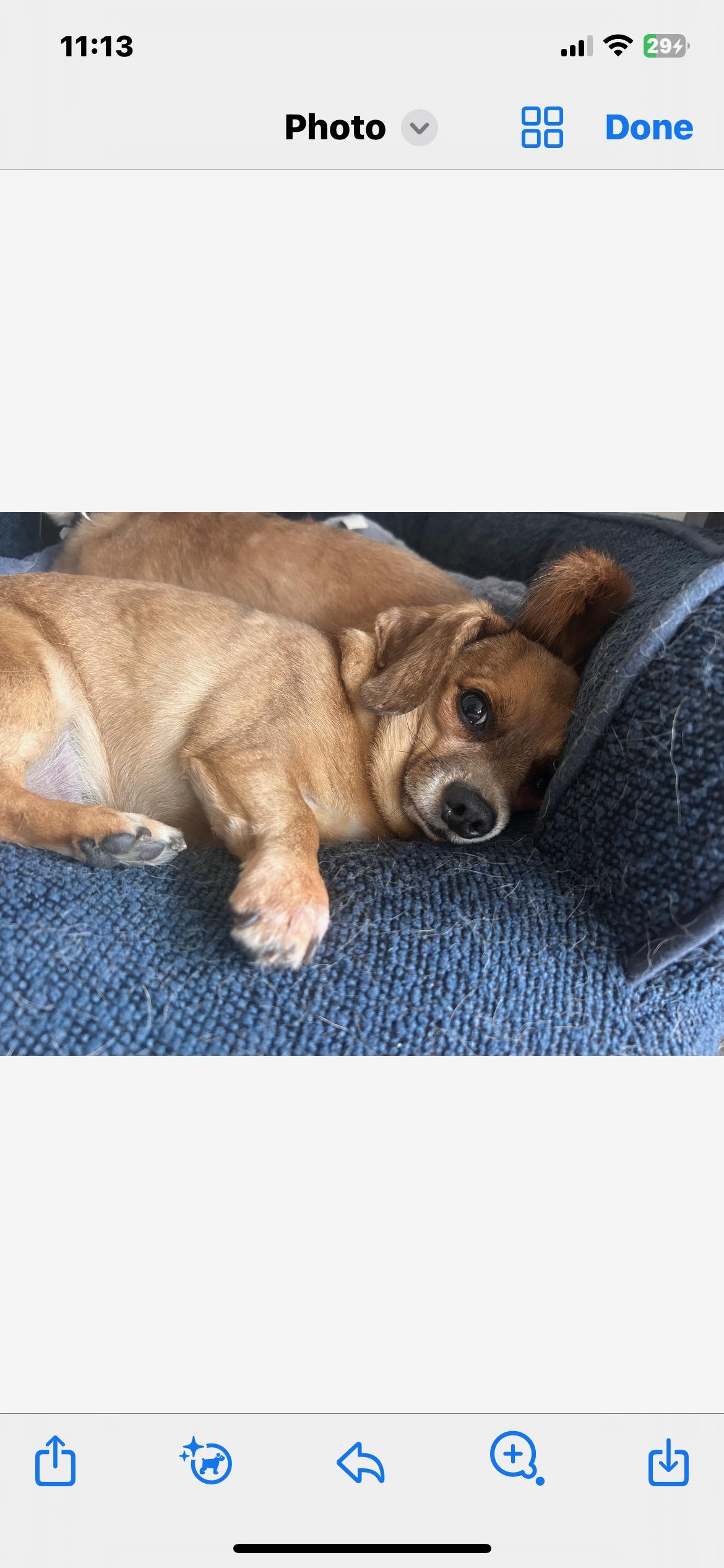 Fred & Barney, a ADOPTABLE mixed breed in Lincoln University, PA image 3/3