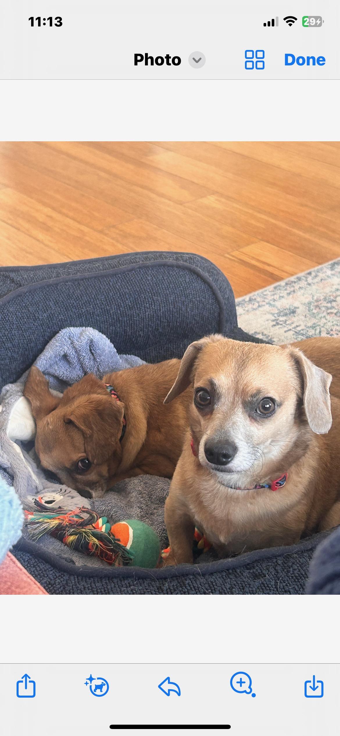 Fred & Barney, a ADOPTABLE mixed breed in Lincoln University, PA image 2/3