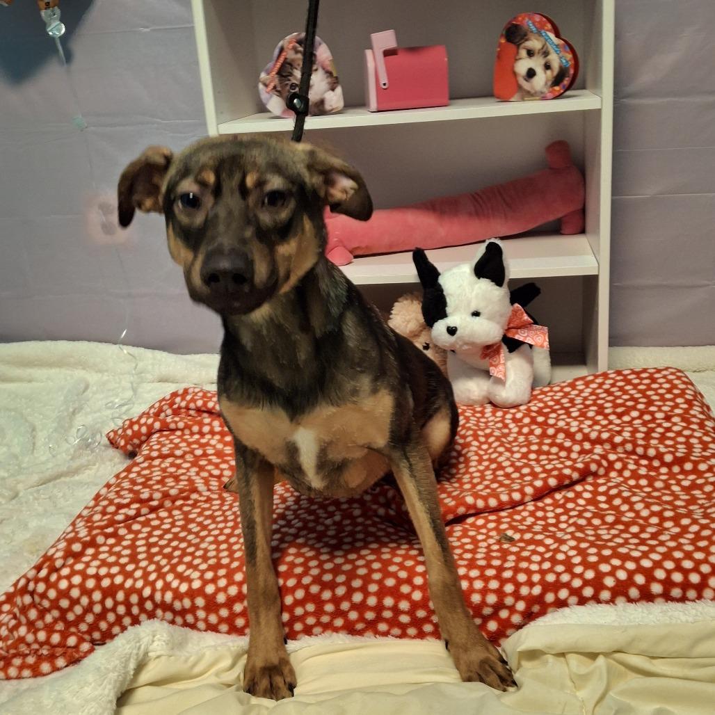 Gamora, Adoptable, Young Female Doberman Pinscher & Mixed Breed.