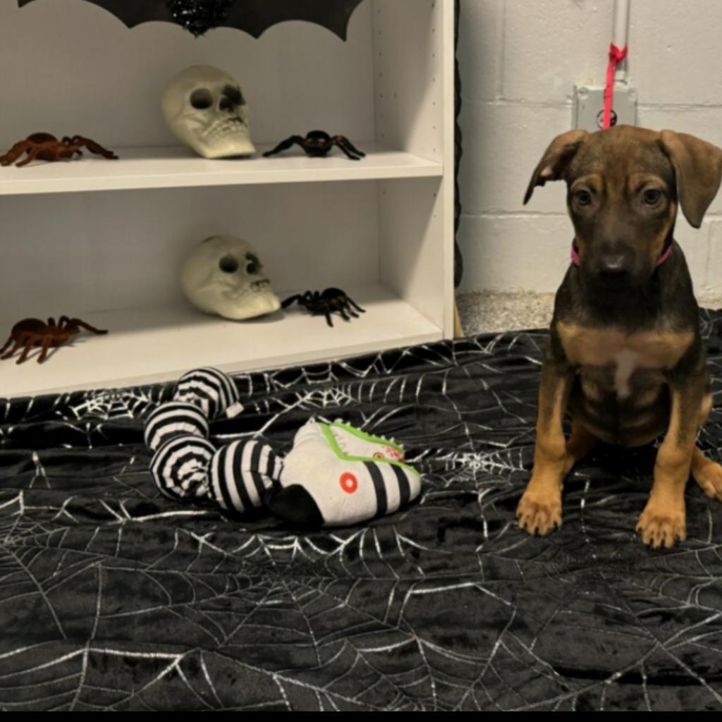 Gamora, Adoptable, Adult Female Doberman Pinscher & Mixed Breed.