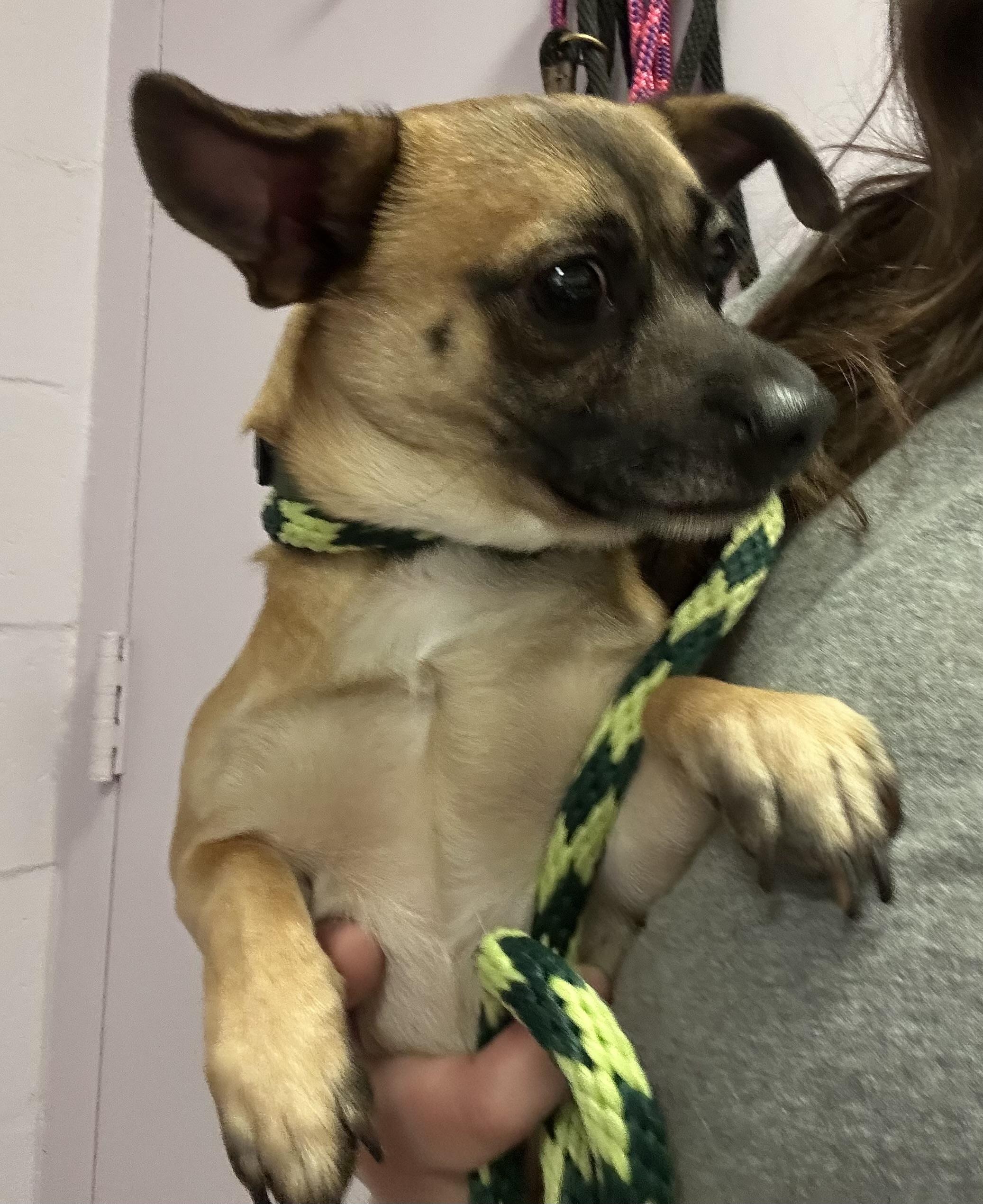 Mylo, adopted, Young Male Chihuahua & Miniature Dachshund.