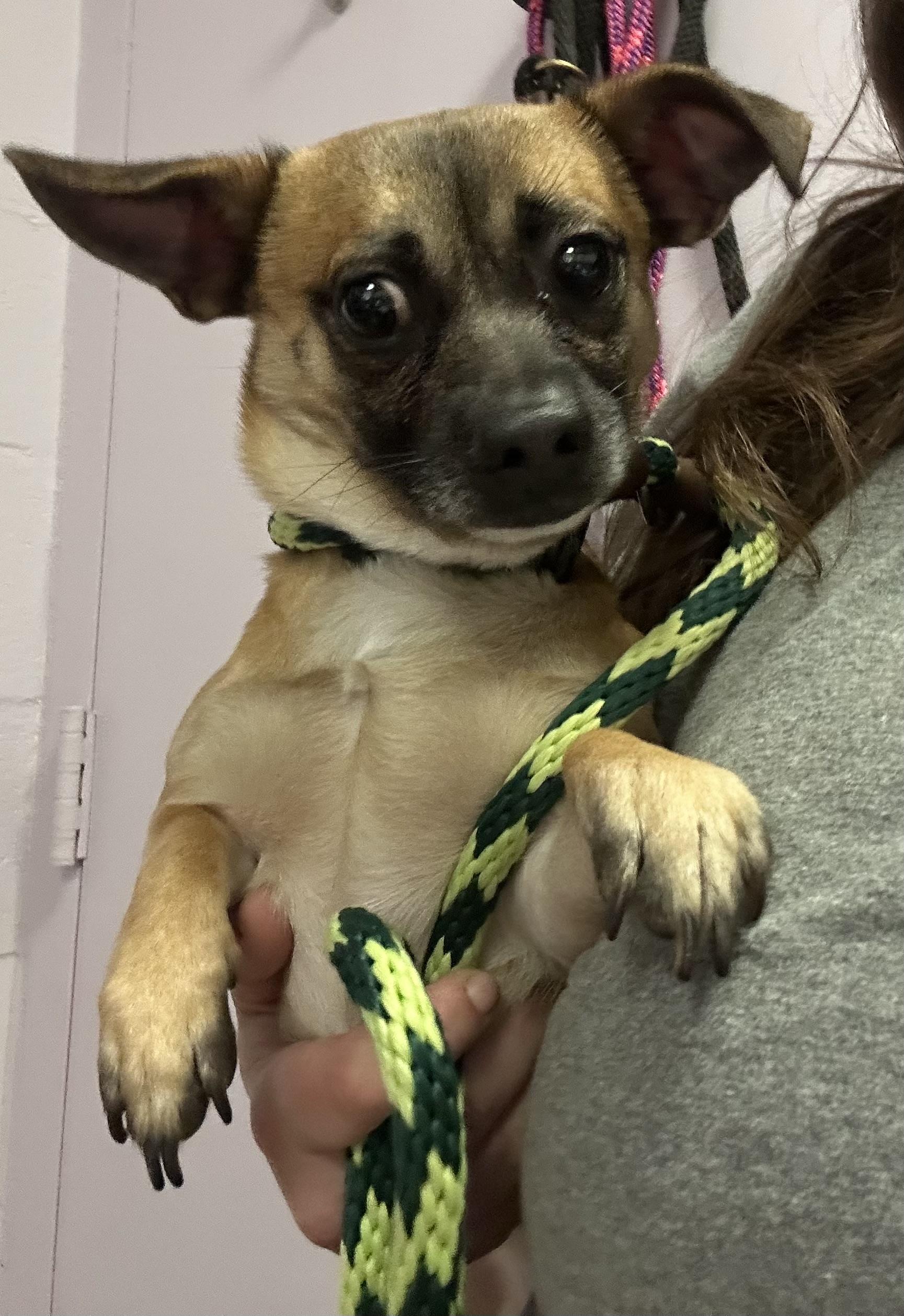 Enlarge Mylo, an adopted mixed breed in Oak Ridge, NJ image 3/3