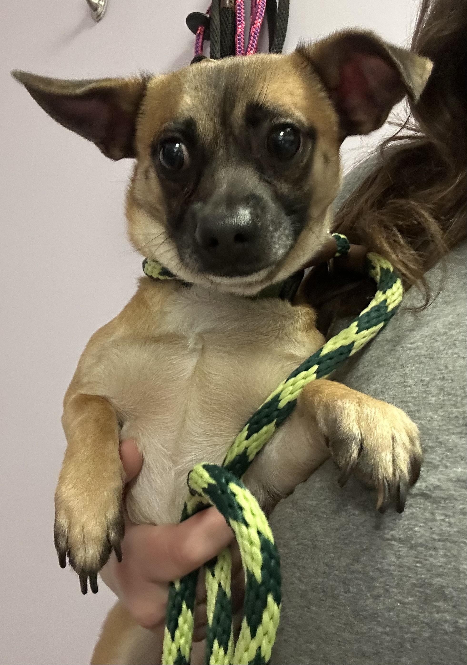 Enlarge Mylo, an adopted mixed breed in Oak Ridge, NJ image 2/3