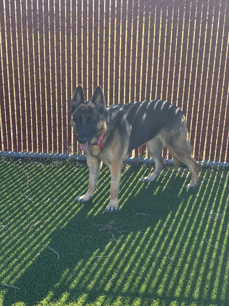 Enlarge Sisi, a Adoptable German Shepherd Dog in Boca Raton, FL image 1/1