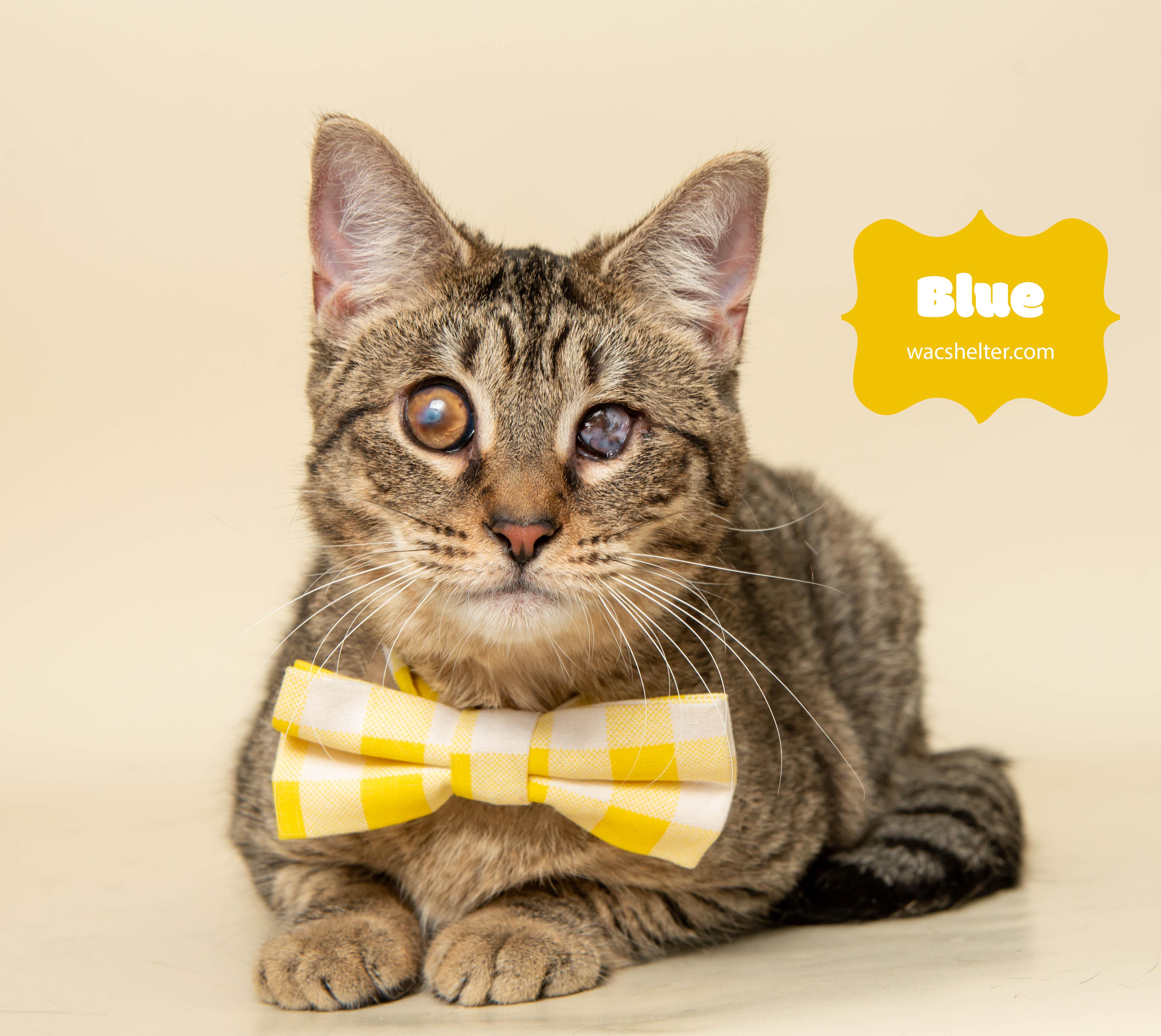 BLUE (Special needs)