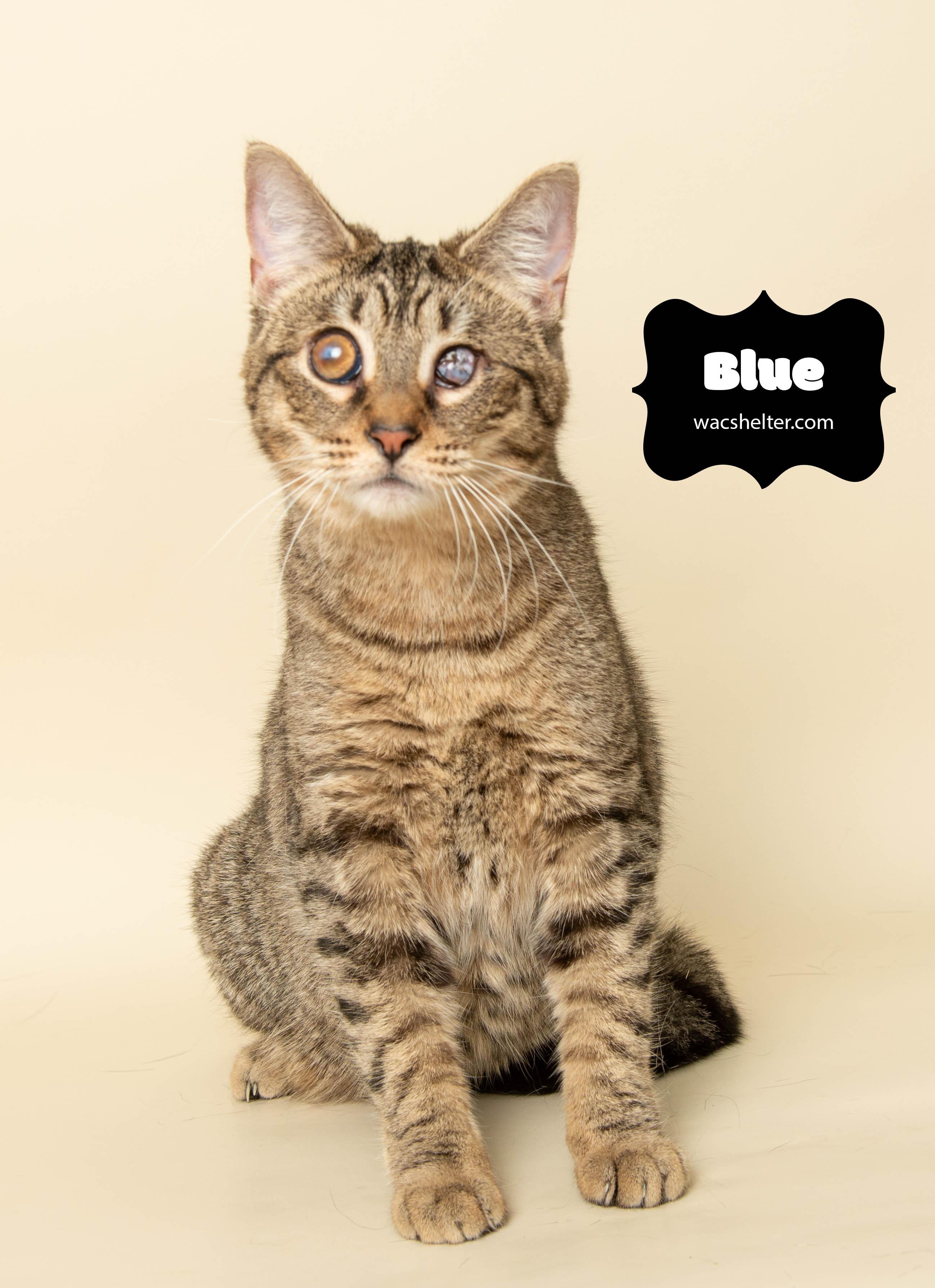 BLUE (Special needs)