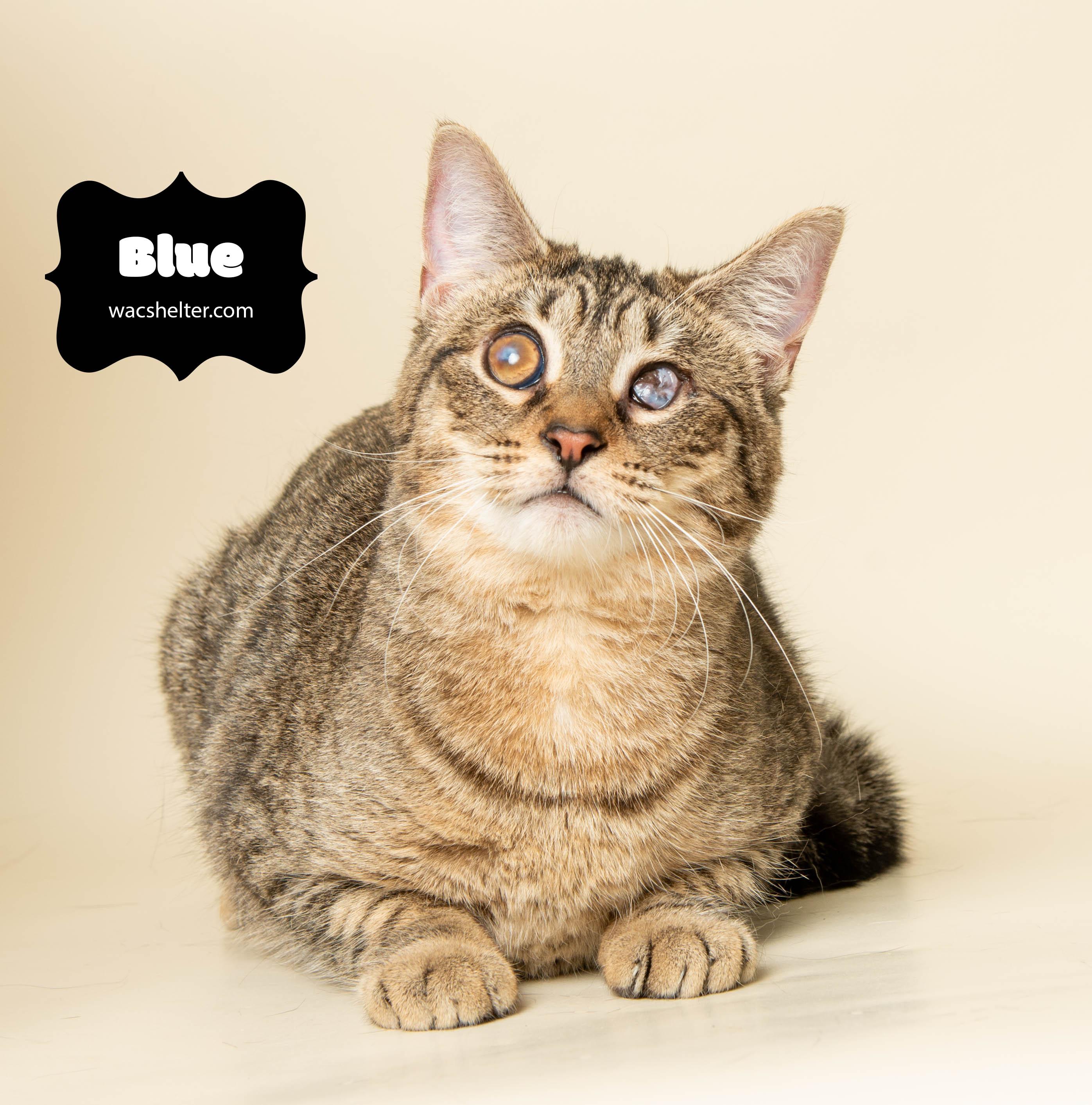 BLUE (Special needs)