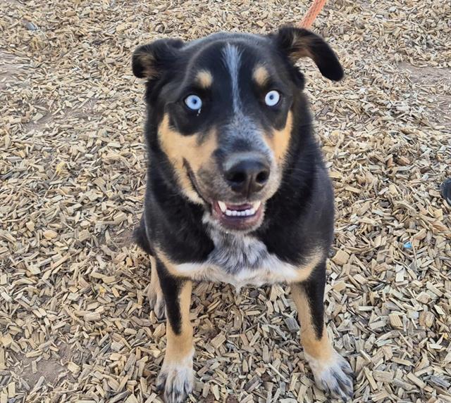 Enlarge THORIN, a Adoptable mixed breed in Albuquerque, NM image 1/1