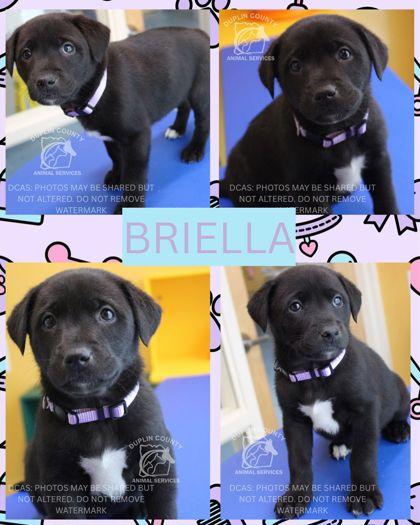 BRIELLA, Adoptable, Puppy Female Mixed Breed & Mixed Breed.