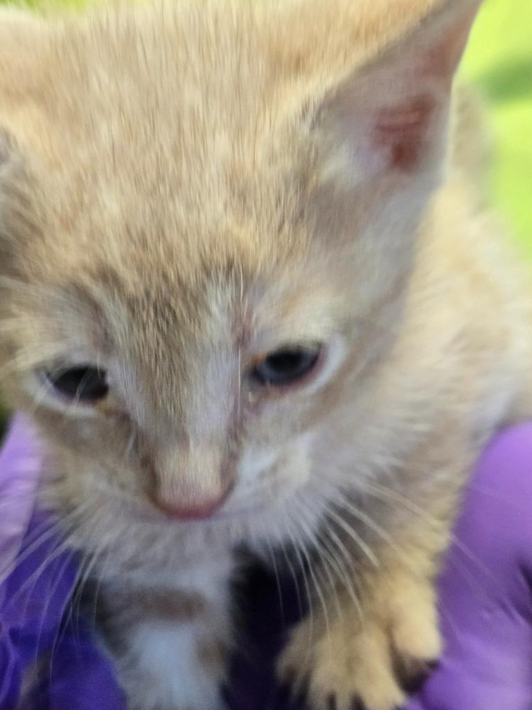 Pumpkin, Adoptable, Kitten Male Domestic Short Hair.