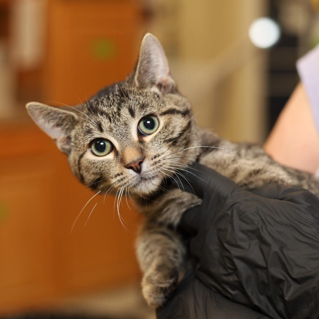 Enlarge Ratta, a Adoptable Domestic Short Hair in Reisterstown, MD image 1/2