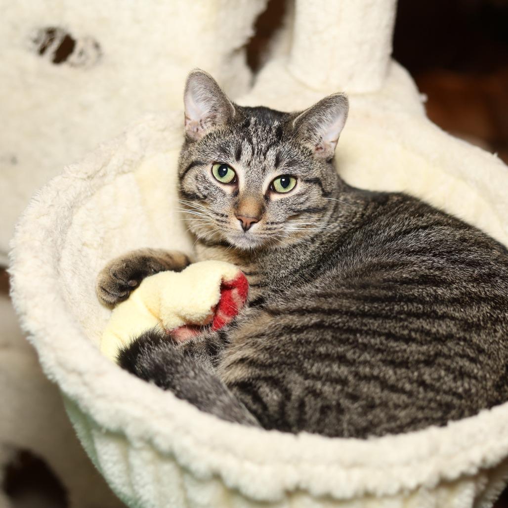 Enlarge Ratta, a Adoptable Domestic Short Hair in Reisterstown, MD image 2/2