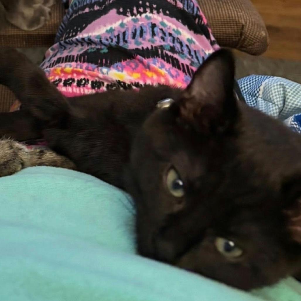 Jack, Adoptable, Kitten Male Domestic Short Hair.