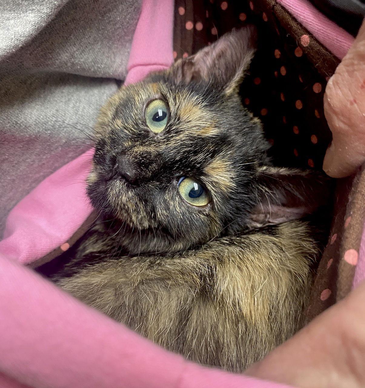 CAT - FOXY, Adoptable, Kitten Female Domestic Medium Hair.