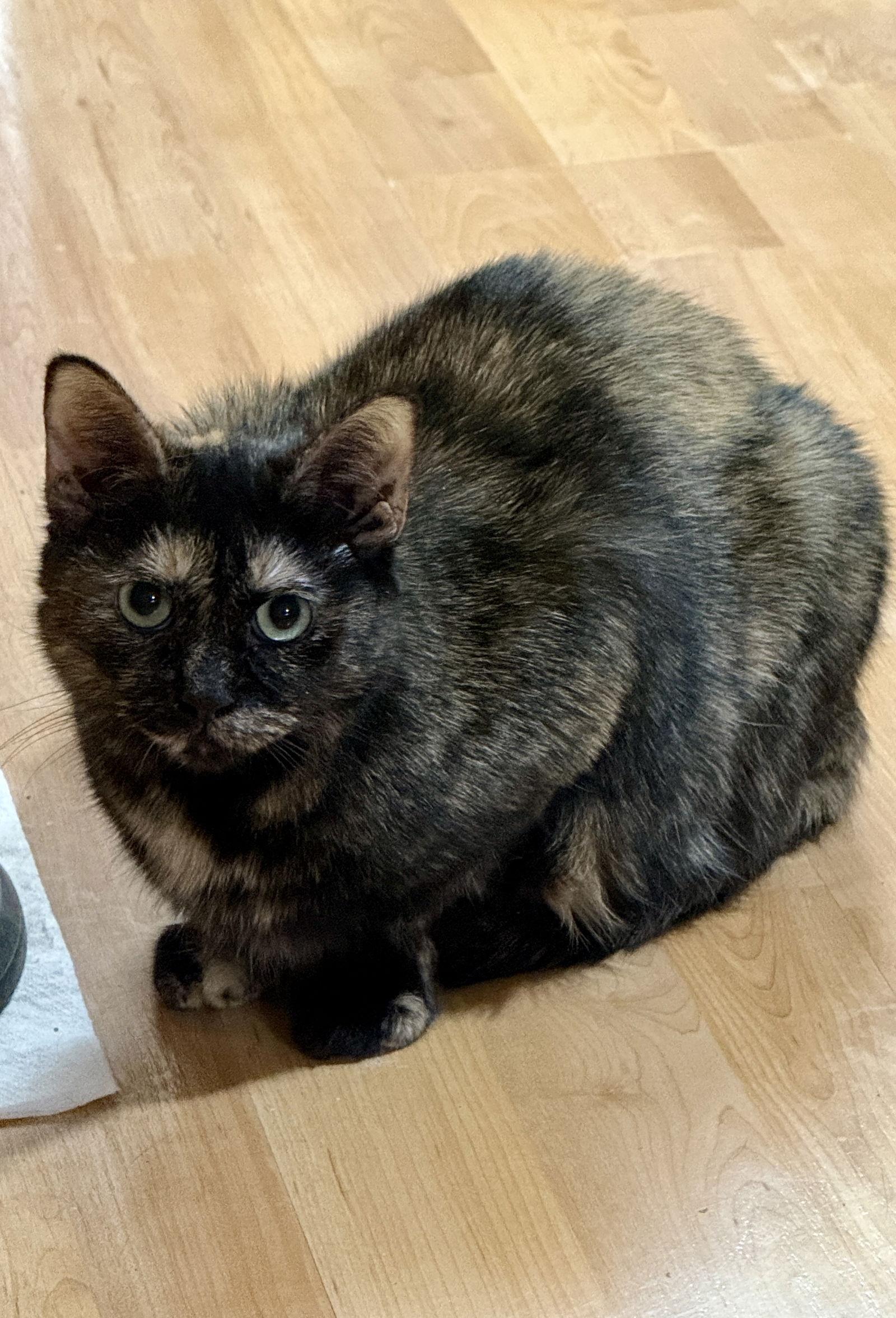 Enlarge CAT - FOXY, a Adoptable Domestic Short Hair in GILBERTS, IL image 2/3