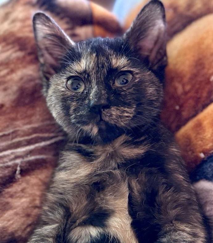 CAT - FOXY, a Adoptable Domestic Medium Hair in GILBERTS, IL image 2/3