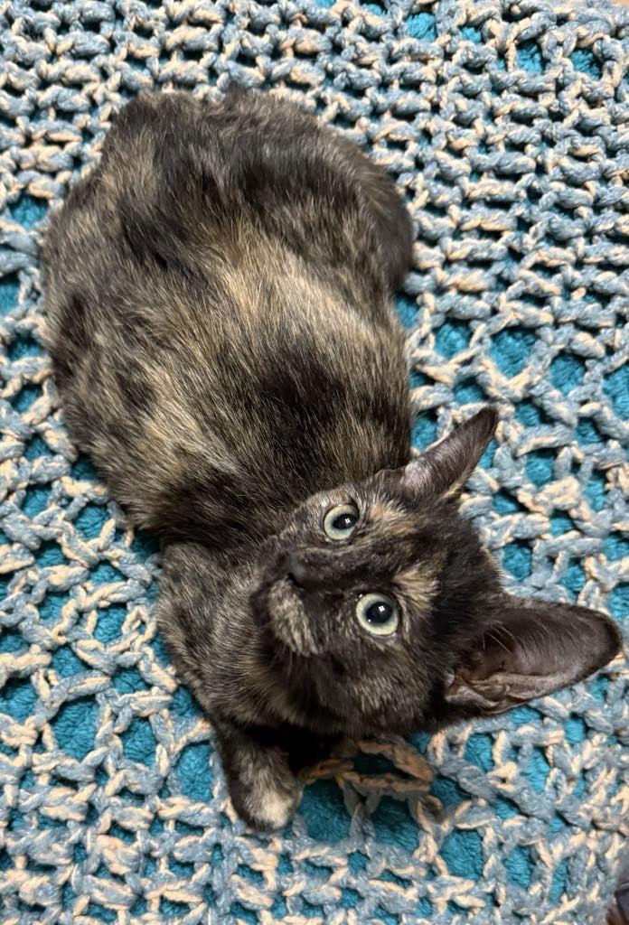 CAT - FOXY, Adoptable, Young Female Domestic Short Hair & Tortoiseshell.