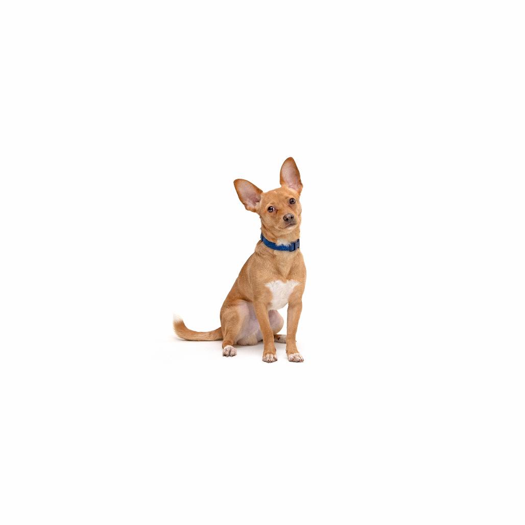 Daryl Hall, Adoptable, Young Male Mixed Breed.
