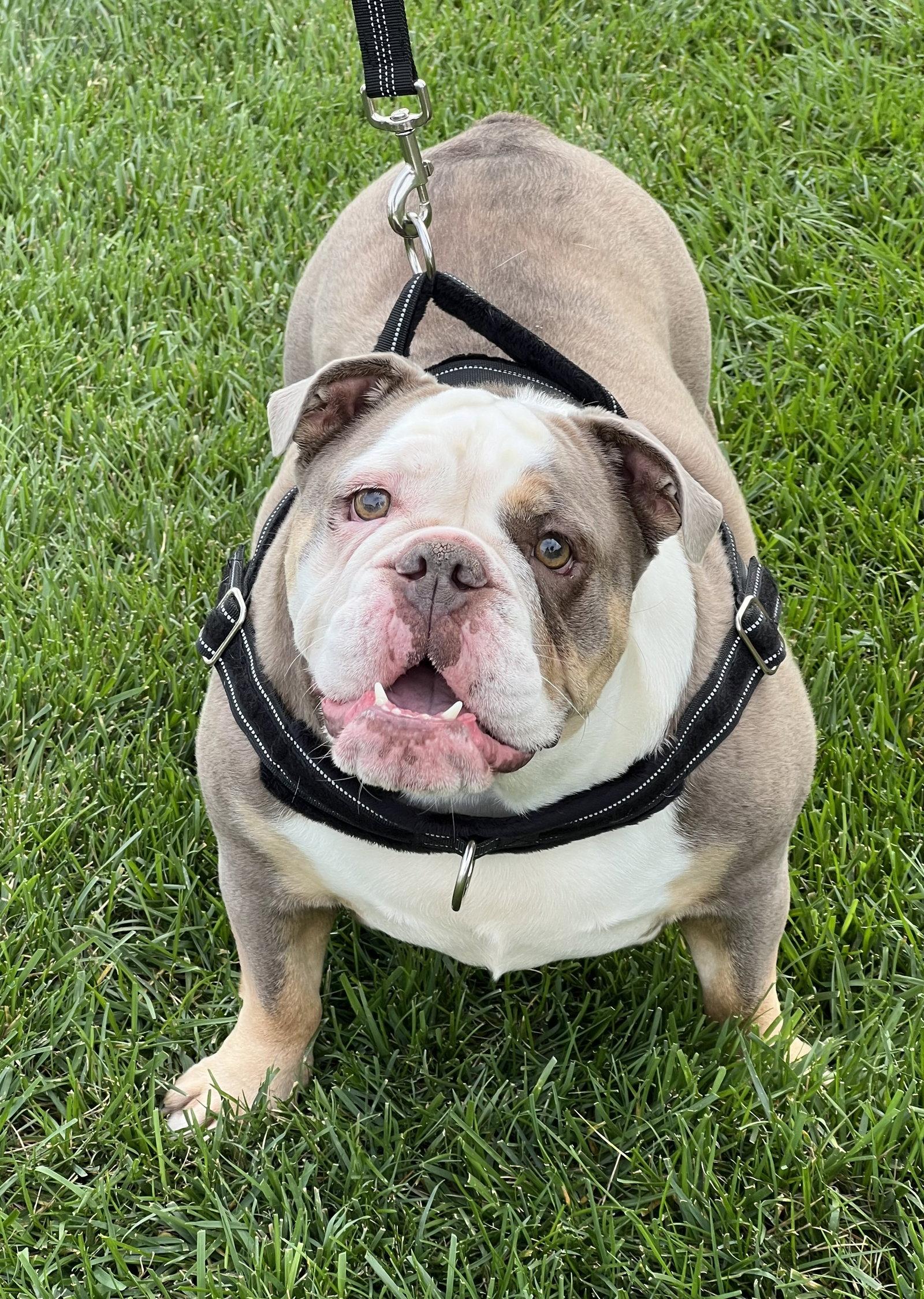 Riley, Adoptable, Young Female English Bulldog.