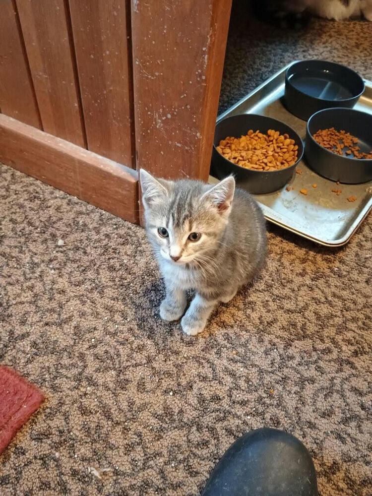 Muffin, Adoptable, Kitten Female Domestic Short Hair.