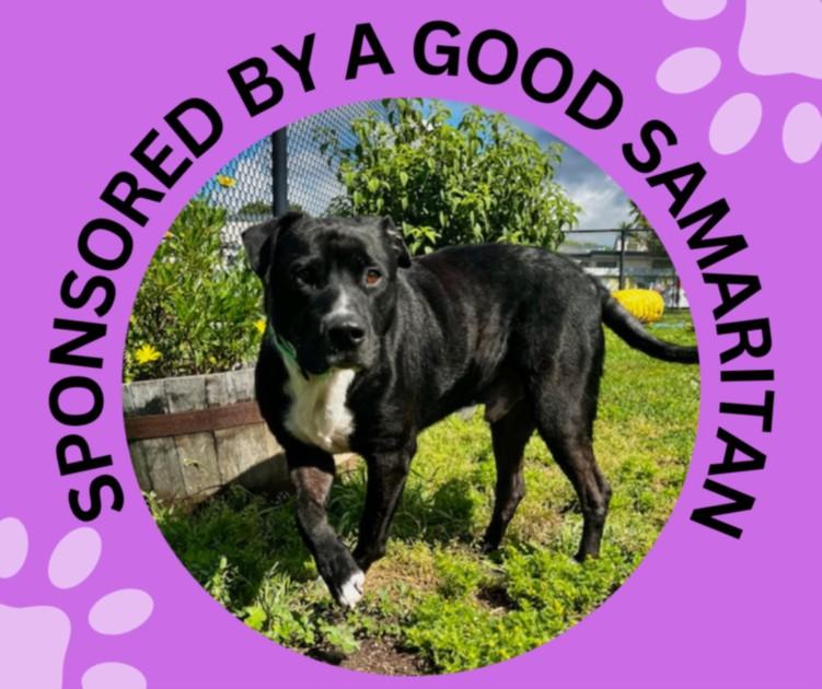 Enlarge OREO, a Adoptable mixed breed in Santa Cruz, CA image 1/1