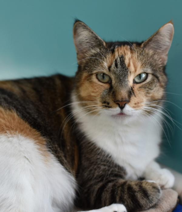 Pookie, Adoptable, Adult Female Domestic Short Hair.