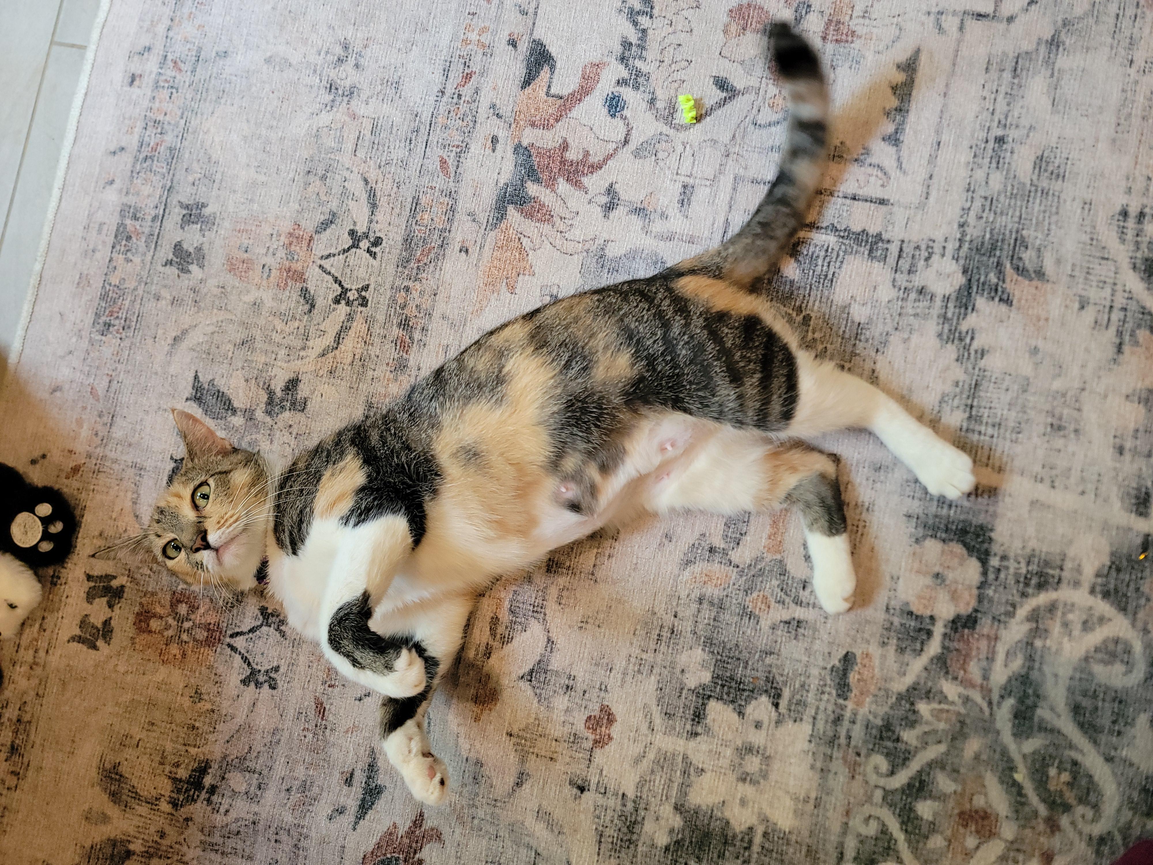 Pookie, Adoptable, Adult Female Domestic Short Hair.