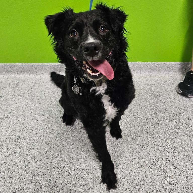 Dallas, Adult Male Terrier
