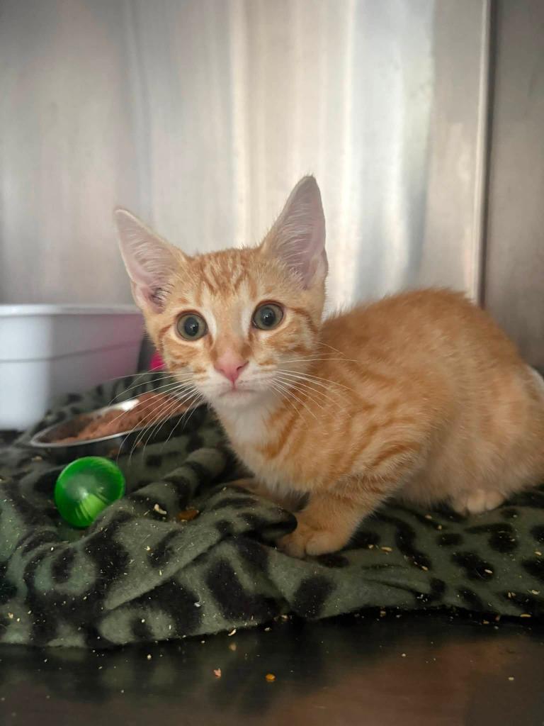 Enlarge Joe, a Adoptable mixed breed in Russellville, KY image 1/1