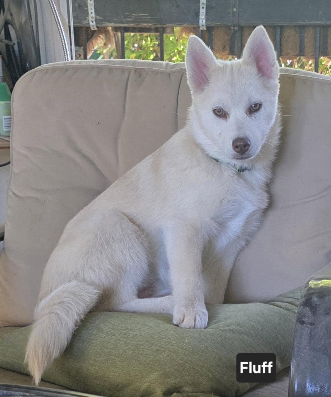 Enlarge Fluff, a Adoptable Husky in Salt Lake City, UT image 1/3