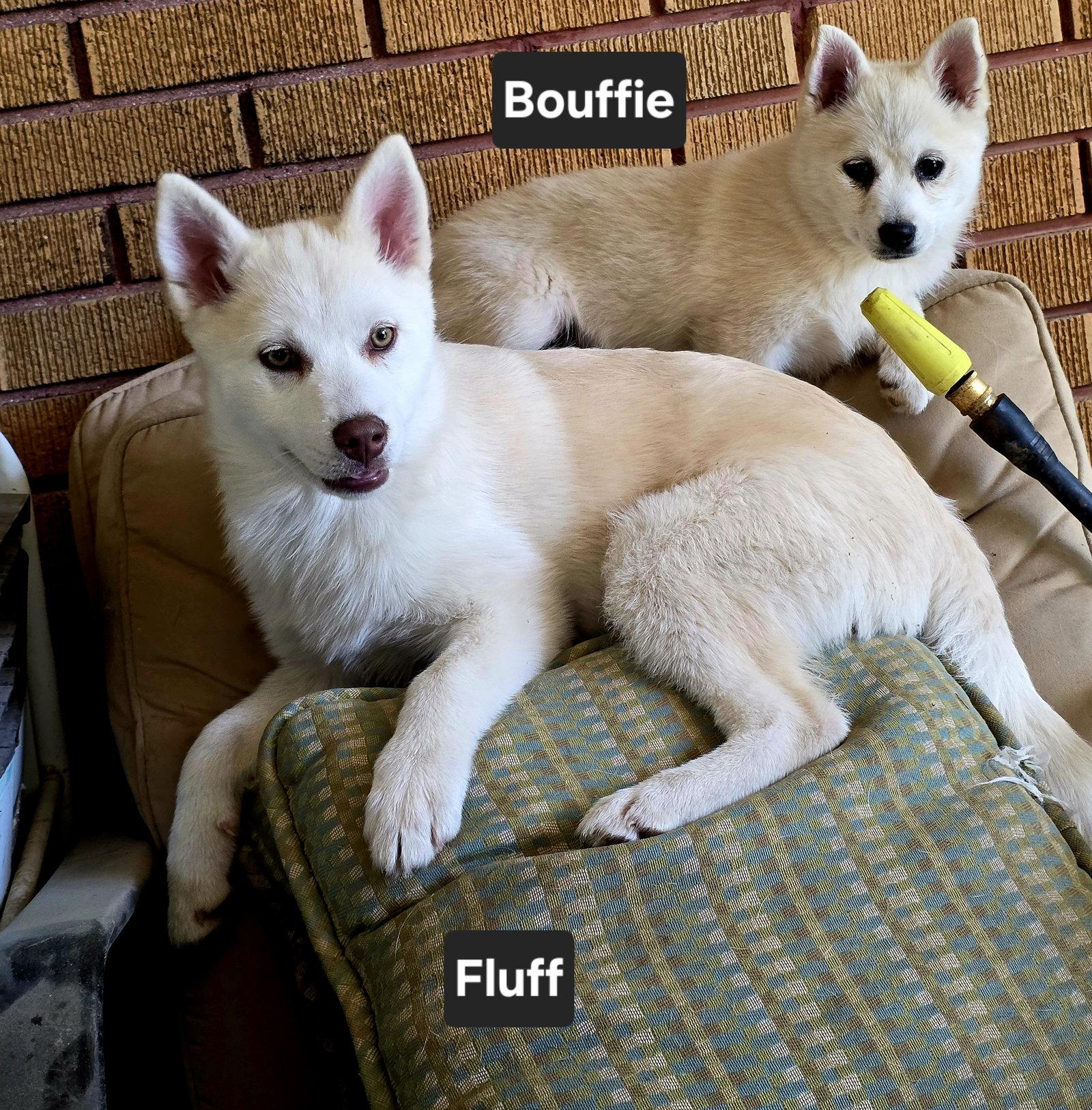 Enlarge Fluff, a Adoptable Husky in Salt Lake City, UT image 2/3