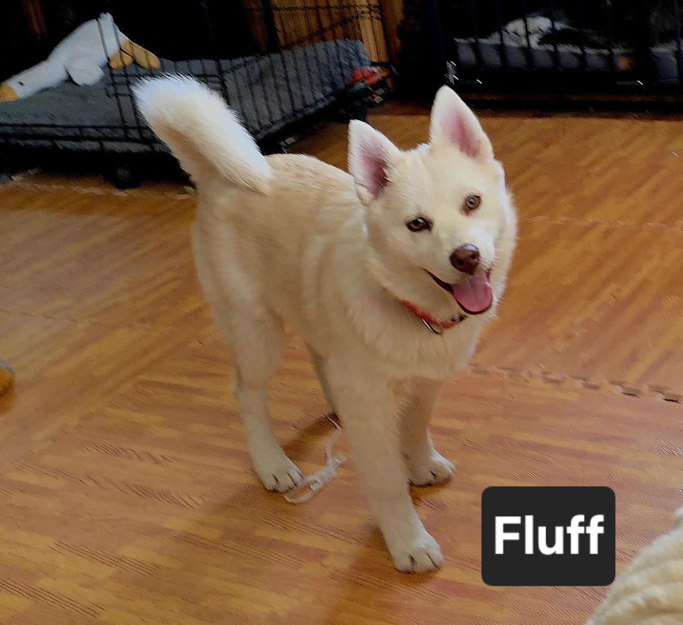 Enlarge Fluff, a Adoptable Husky in Salt Lake City, UT image 3/3