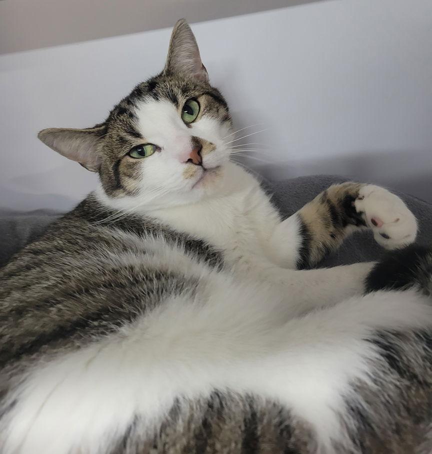 Richard, Adoptable, Adult Male Domestic Short Hair.