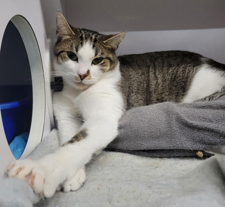 Enlarge Richard, a Adoptable Domestic Short Hair in Cuyahoga Falls, OH image 3/3