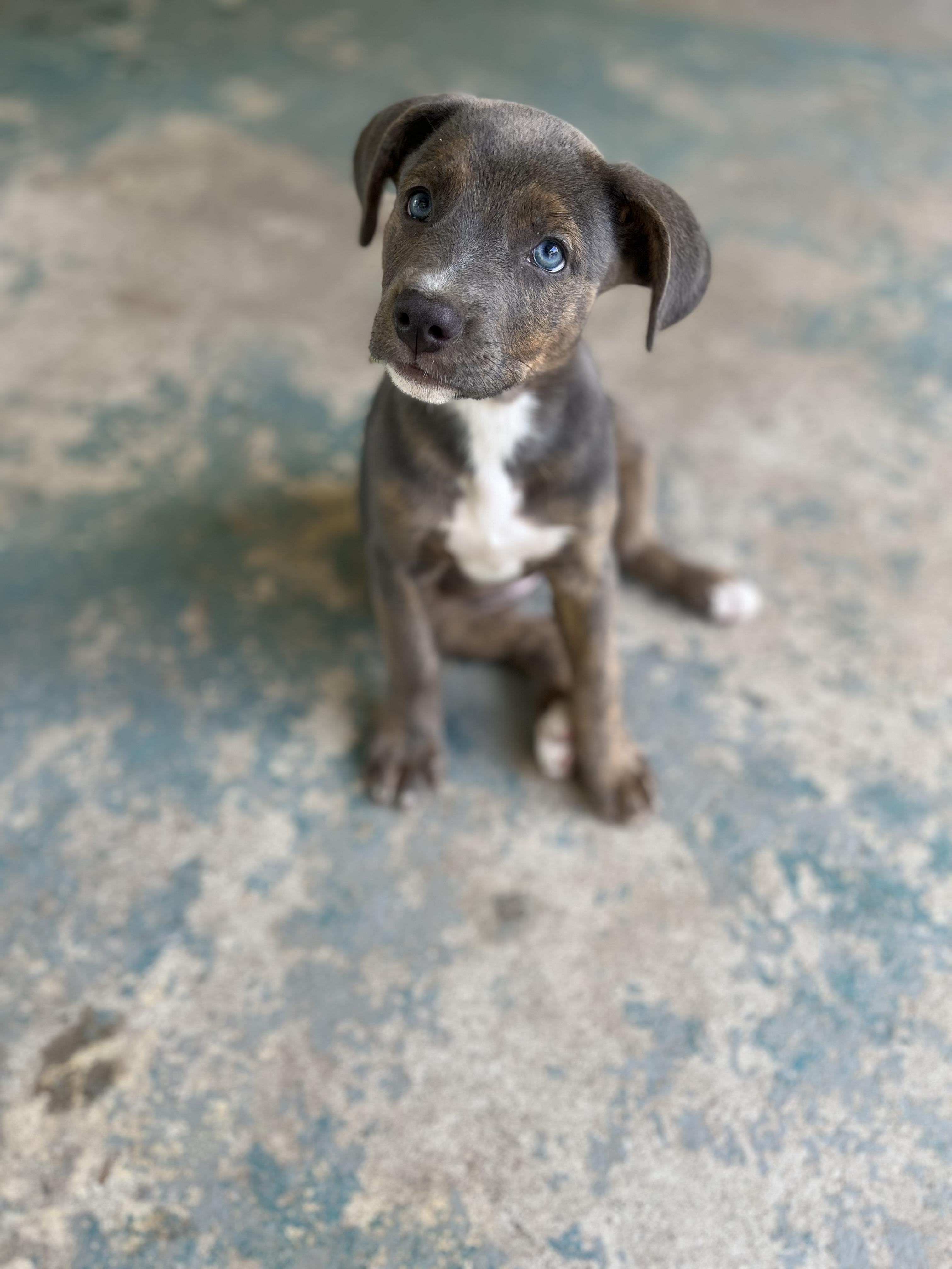 Skye, Adopted, Puppy Female Mixed Breed.