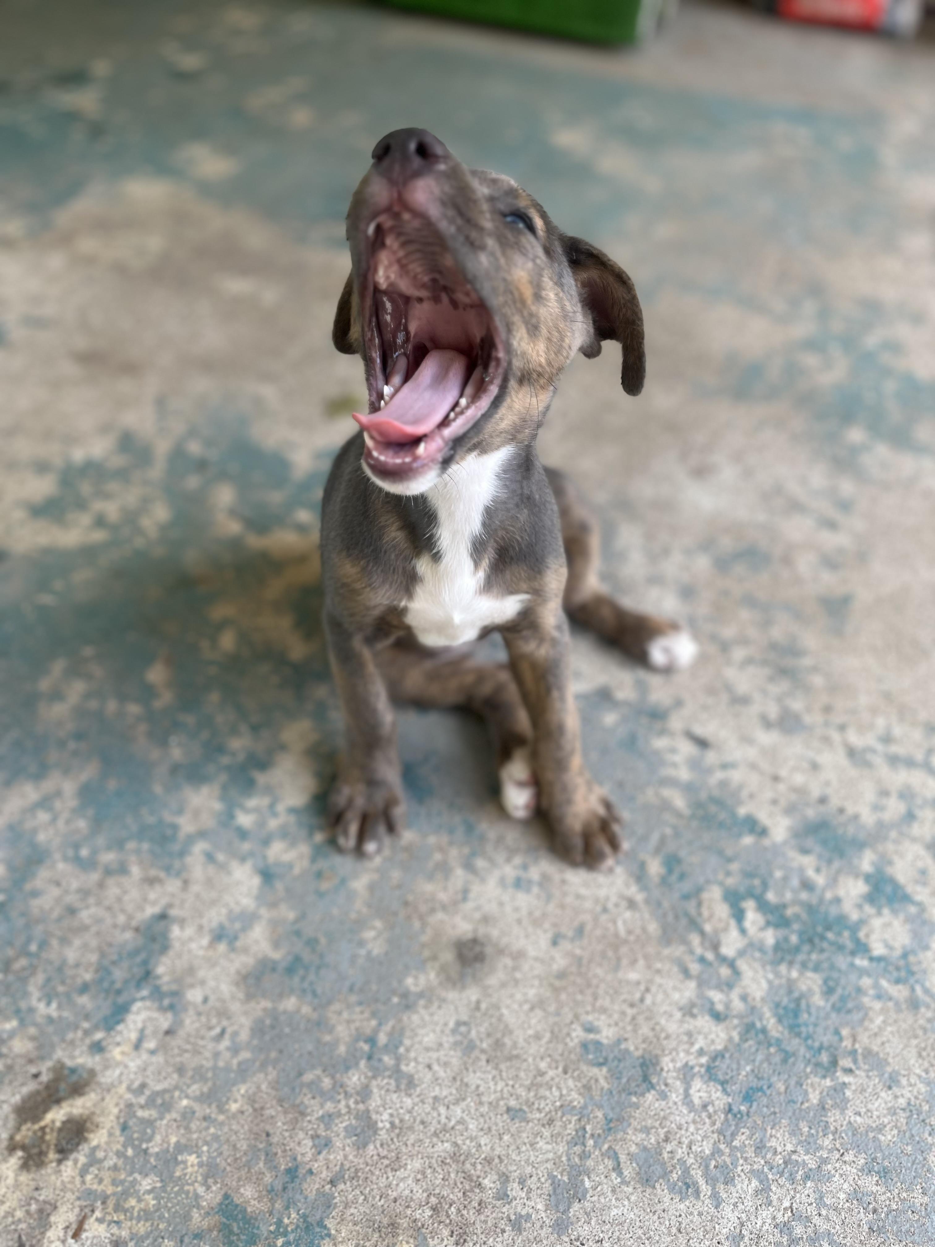 Skye, a Adopted Mixed Breed in Spring, TX image 2/4