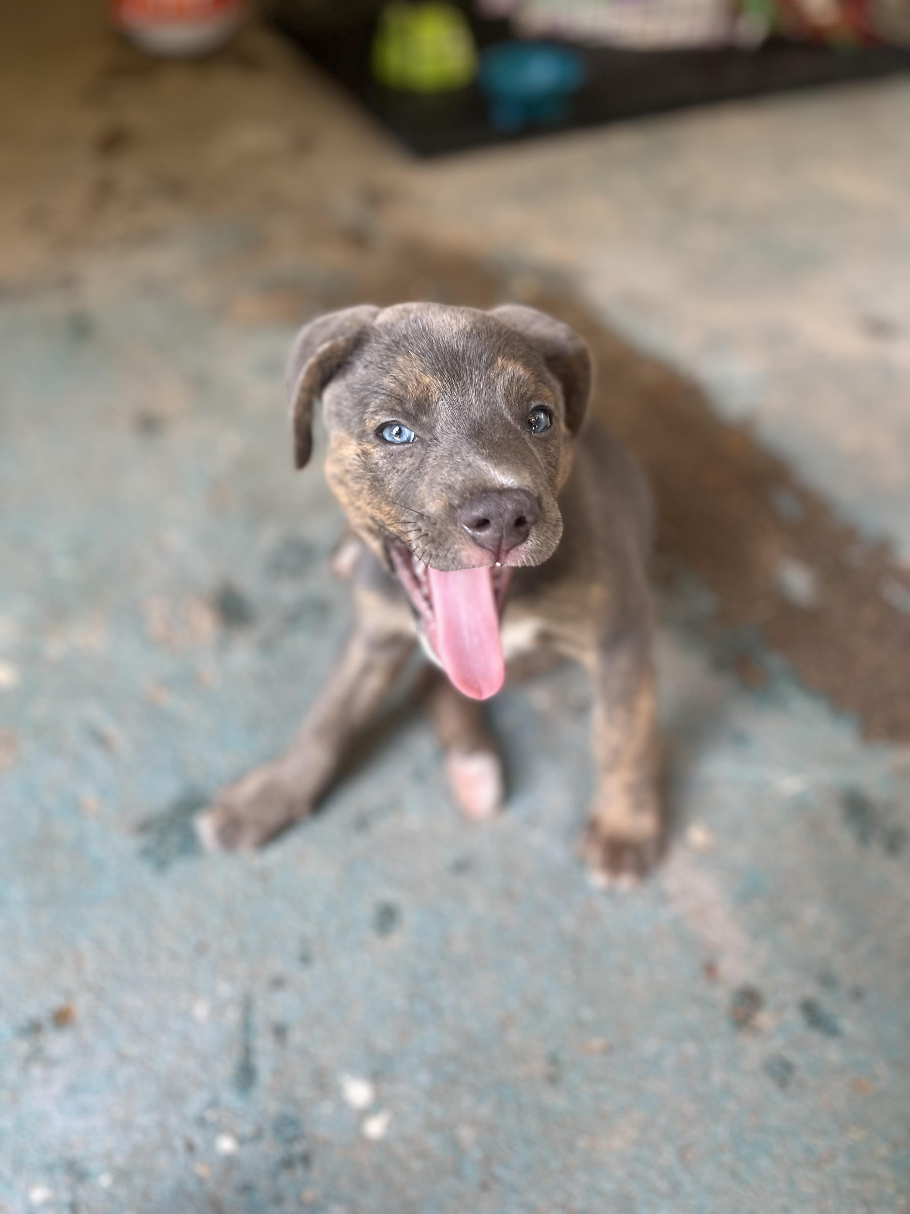 Skye, a Adopted Mixed Breed in Spring, TX image 3/4