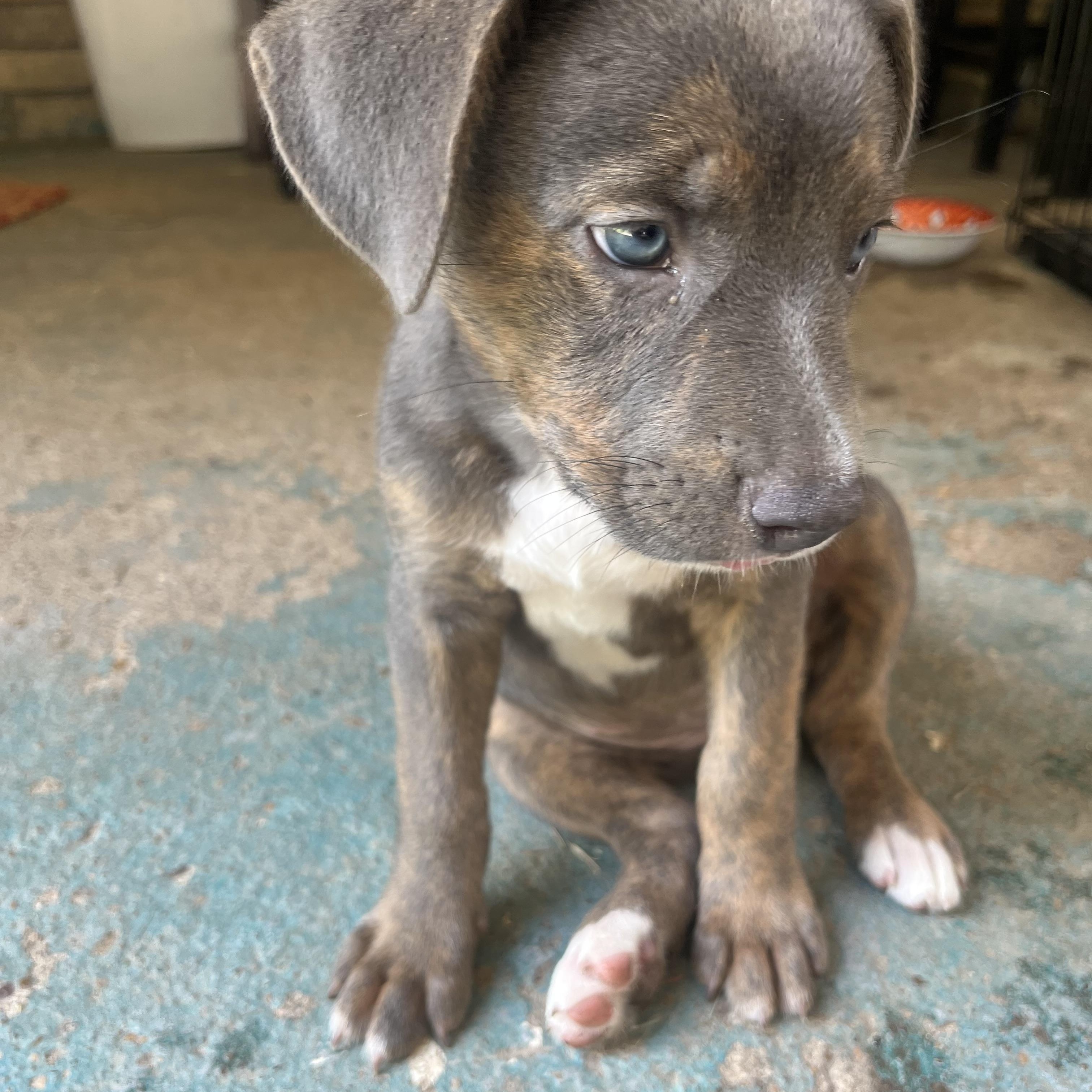 Skye, a Adopted Mixed Breed in Spring, TX image 4/4