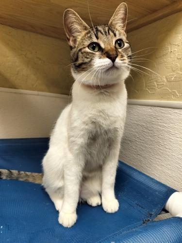 Mimsey, Adoptable, Adult Female Tabby.