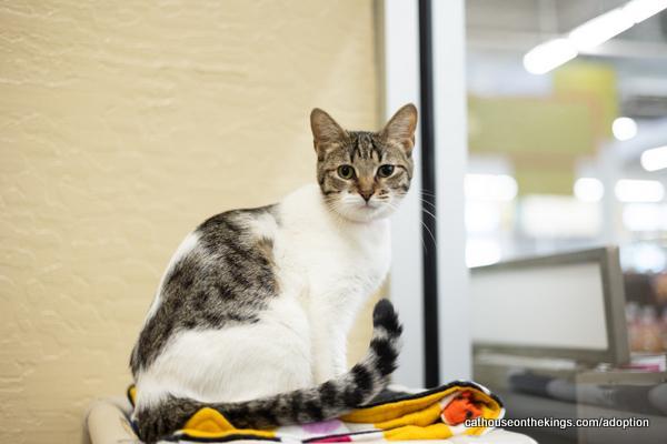 Enlarge Mimsey, a Adoptable Tabby in Parlier, CA image 2/6