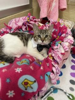 Enlarge Mimsey, a Adoptable Tabby in Parlier, CA image 3/6