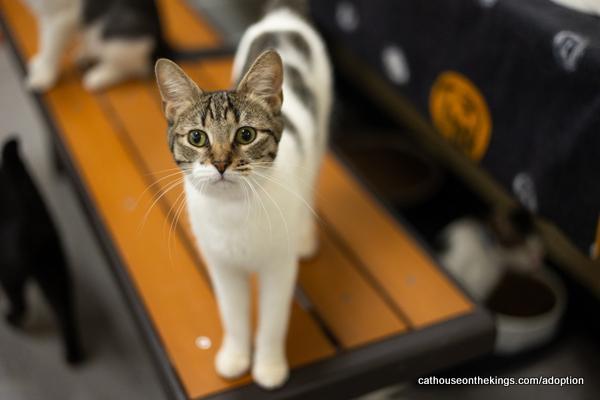 Enlarge Mimsey, a Adoptable Tabby in Parlier, CA image 4/6