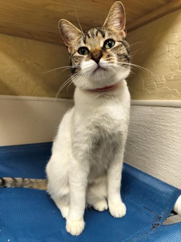 Enlarge Mimsey, a Adoptable Tabby in Parlier, CA image 5/6