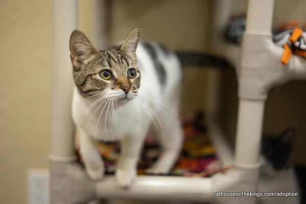 Enlarge Mimsey, a Adoptable Tabby in Parlier, CA image 6/6