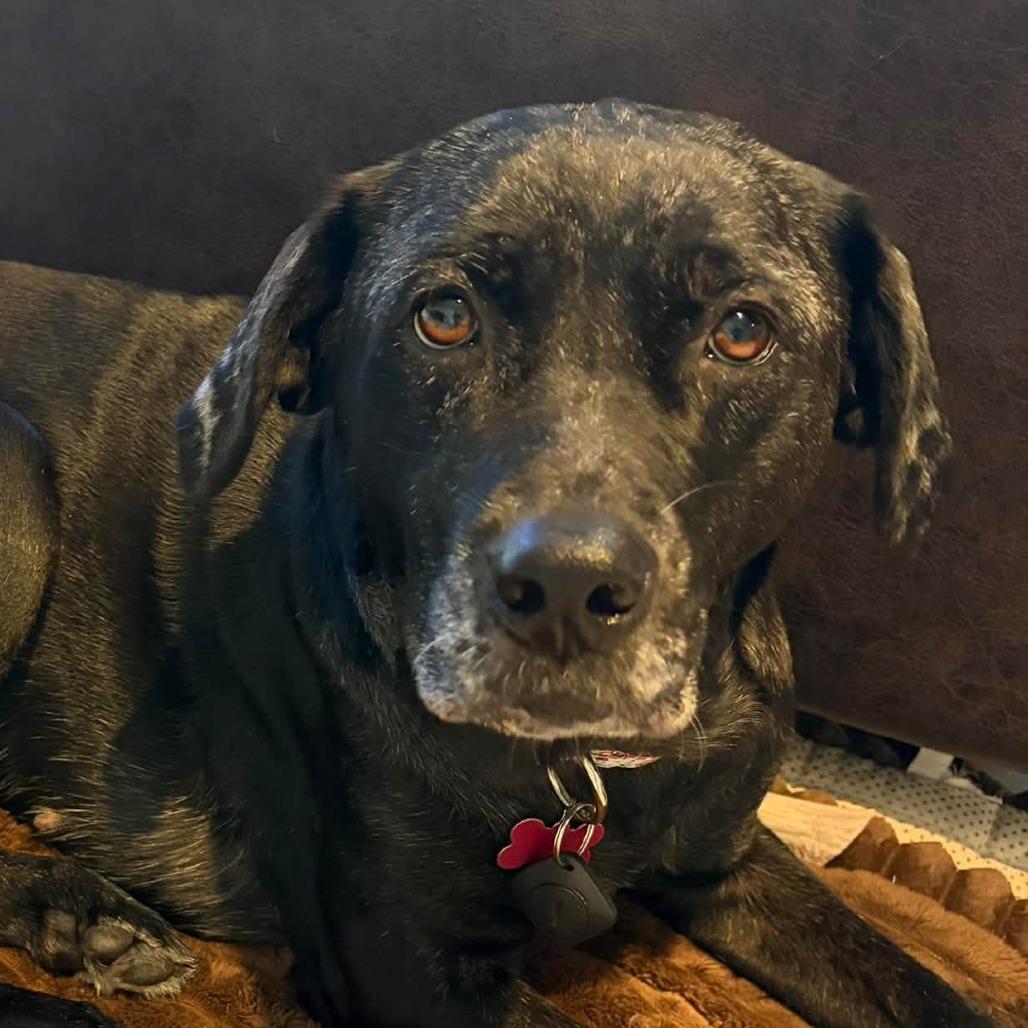 Lexi, Adoptable, Adult Female Mixed Breed.